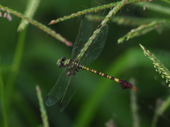 Paragomphus elpidius
