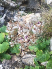 Adenostyles alliariae