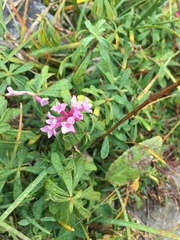 Daphne striata
