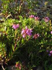 Thymus dimorphus