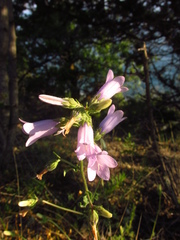 Campanula komarovii