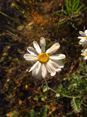 Tanacetum poteriifolium