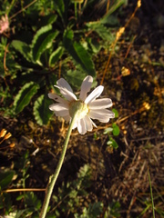 Tanacetum poteriifolium