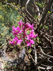 Epidendrum jamiesonis