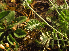 Tanacetum poteriifolium
