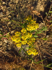 Odontarrhena muralis