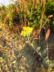 Odontarrhena muralis