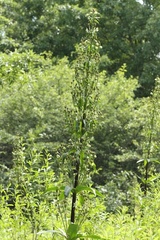 Frasera caroliniensis