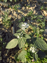 Heliotropium ellipticum