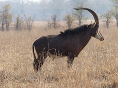 Hippotragus niger kirkii