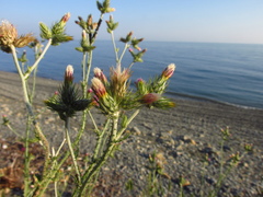 Carduus pycnocephalus albidus