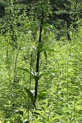 Frasera caroliniensis