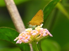 Cupitha purreea