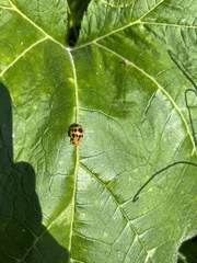 Epilachna borealis