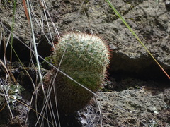 Mammillaria jaliscana jaliscana