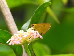 Cupitha purreea