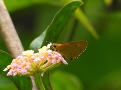 Cupitha purreea