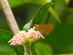 Cupitha purreea