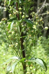 Frasera caroliniensis