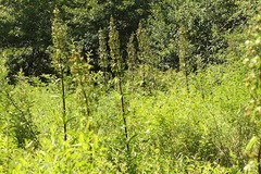 Frasera caroliniensis