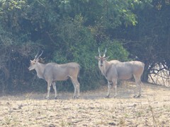 Tragelaphus oryx livingstonii