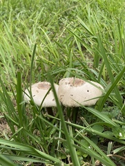 Chlorophyllum molybdites image