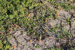 Hermannia ternifolia