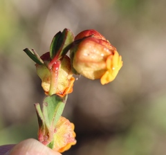Hermannia ternifolia