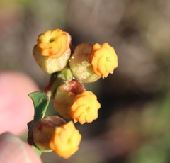 Hermannia ternifolia