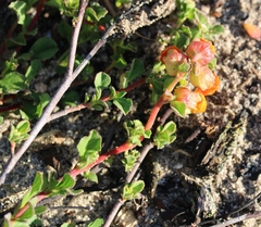 Hermannia ternifolia