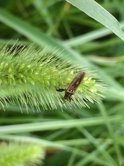 Pachygrontha antennata