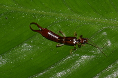 Spongiphoridae