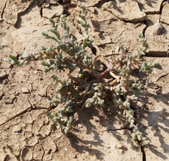 Petrosimonia oppositifolia