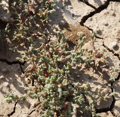 Petrosimonia oppositifolia