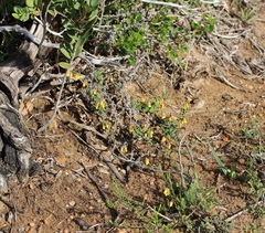 Hermannia multiflora