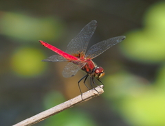 Aethriamanta nymphaeae