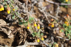 Hermannia multiflora
