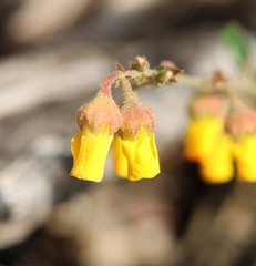 Hermannia multiflora