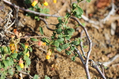 Hermannia multiflora