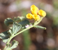 Hermannia multiflora