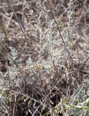 Artemisia santonicum
