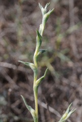 Petrosimonia triandra