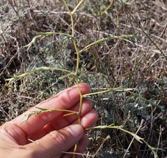 Petrosimonia triandra