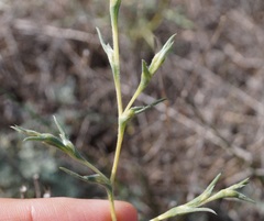 Petrosimonia triandra