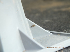 Amblysellus curtisii