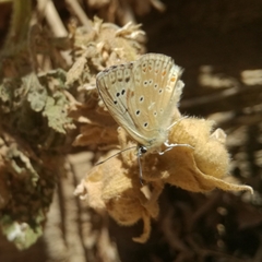 Polyommatus albicans