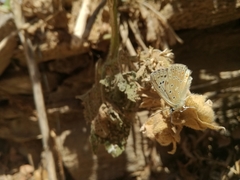Polyommatus albicans