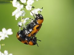 Coptocephala