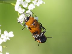 Coptocephala