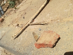 Polyommatus albicans